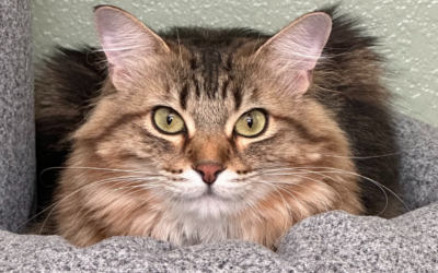 The Power of Titer Testing: How We Avoided Over-Vaccination for Annie