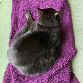 Leo the cat on purple using colour therapy