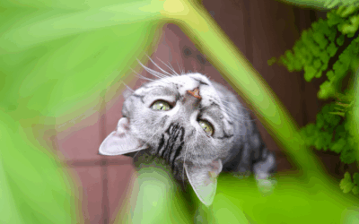 The Benefits Of Herbs For Cats