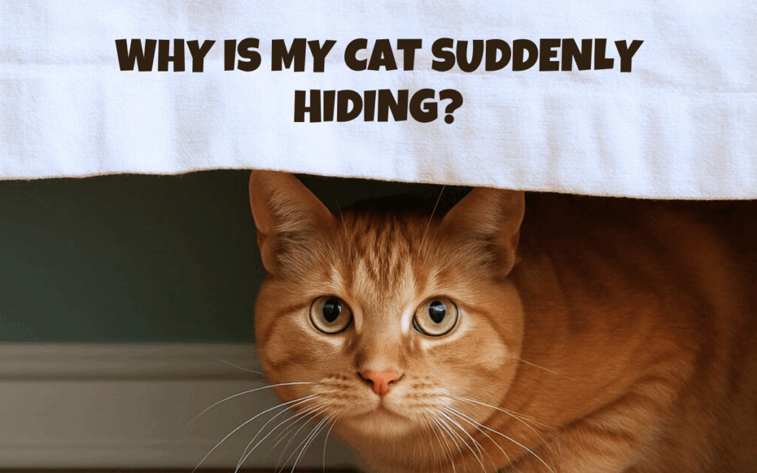 Why Is My Cat Hiding All Of A Sudden?