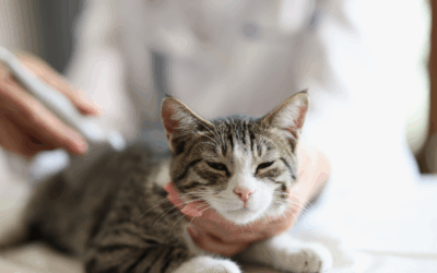 A Veterinarian’s Guide to Kidney Disease in Cats