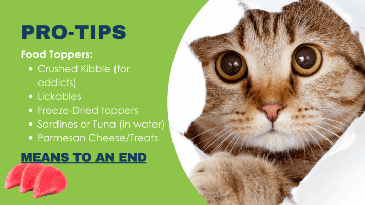 How to get your cat eating a healthier food when they are picky