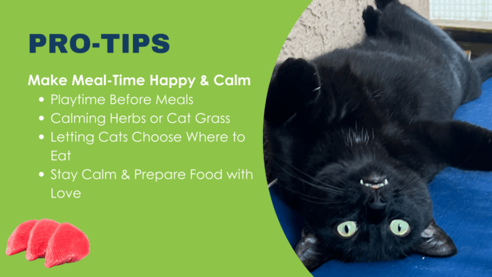 Pro tips on how to get your cat eating a better diet